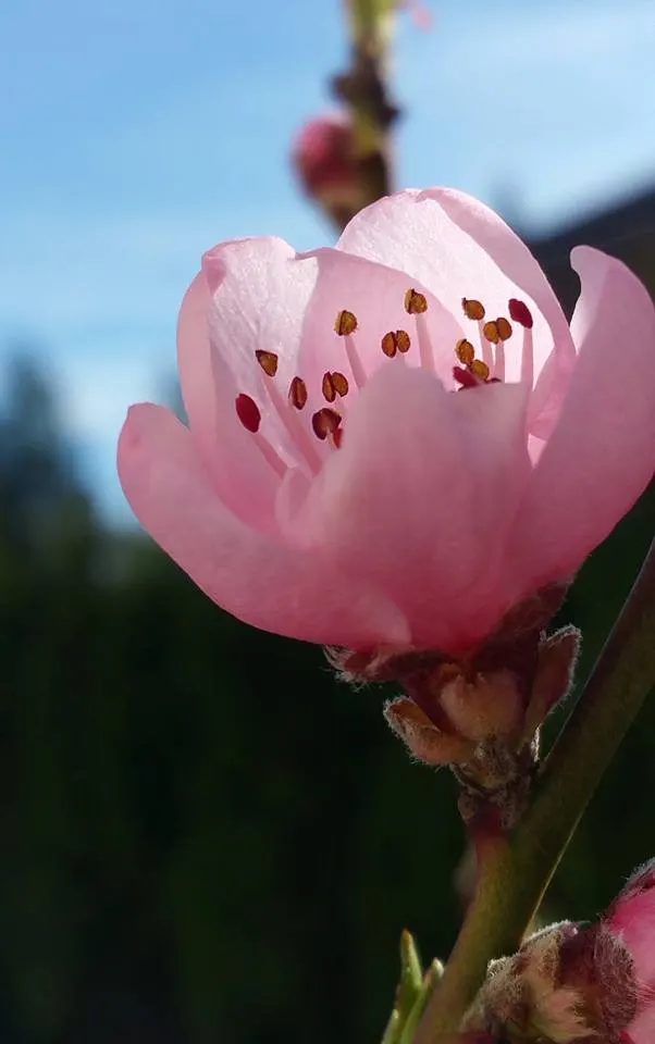 Nectarine (Prunus Persica Var. Nucipersica) — especially during fruit development