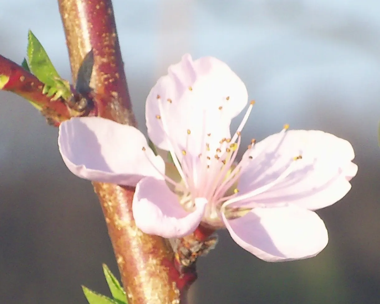 Nectarine (Prunus Persica Var. Nucipersica) — with a strikingly serrated margin and a lustrous green hue; tree for full, image 66