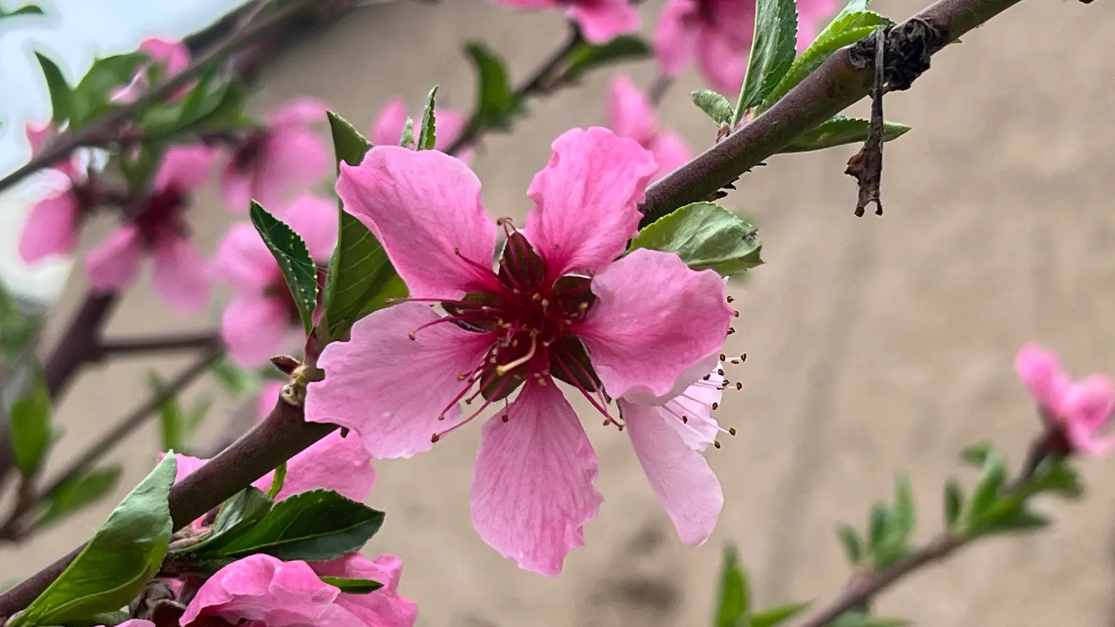 Nectarine (Prunus Persica Var. Nucipersica) — Revered for its spring blossoms, it boasts lush foliage and succulent summer fruit; smooth-skinned, image 57