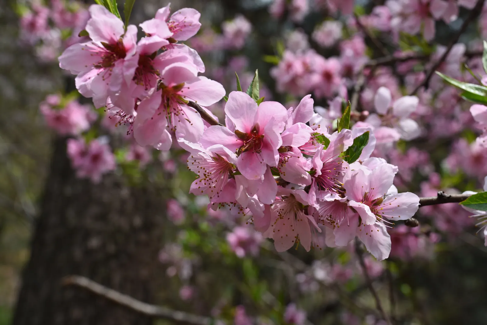 Nectarine (Prunus Persica Var. Nucipersica) — These blooms not only add a splash of color but also attract pollinators to the garden; the, image 70