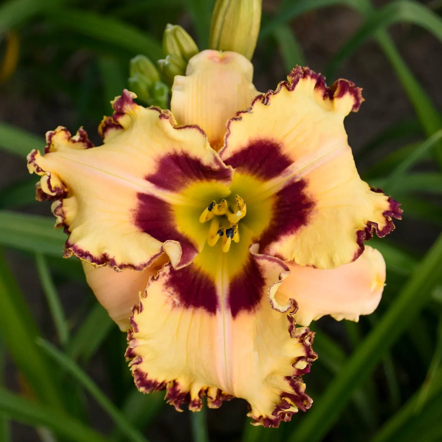 'King of the Ages' Daylily (Hemerocallis hybrid) — Best in part sun to full sun, it tolerates average to poor soils with average water