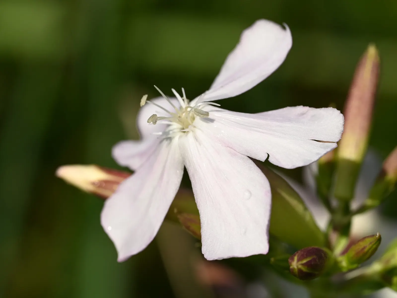 Wild Blue Phlox (Phlox Divaricata) — It thrives in USDA hardiness zones 3 through 8, displaying remarkable cold hardiness; fragrant lavender-blue, image 109