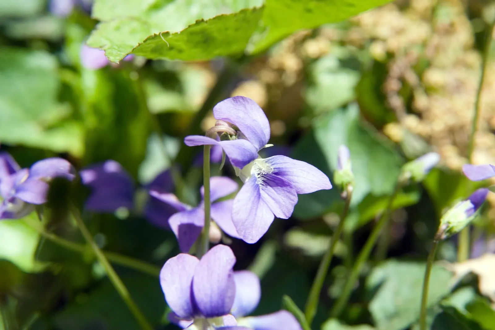 Wild Blue Phlox (Phlox Divaricata) — Its foliage is a lush green; naturalistic feel to any landscape design, image 126