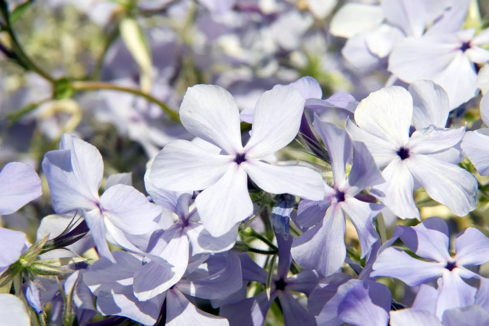 Wild Blue Phlox (Phlox Divaricata) — Ideal for part-shade to shade garden areas; is an enchanting perennial native to shaded woodlands and stream, image 54