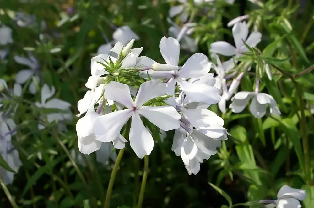 Wild Blue Phlox (Phlox Divaricata) — blue and multi-colored and pink and white flowers in the garden