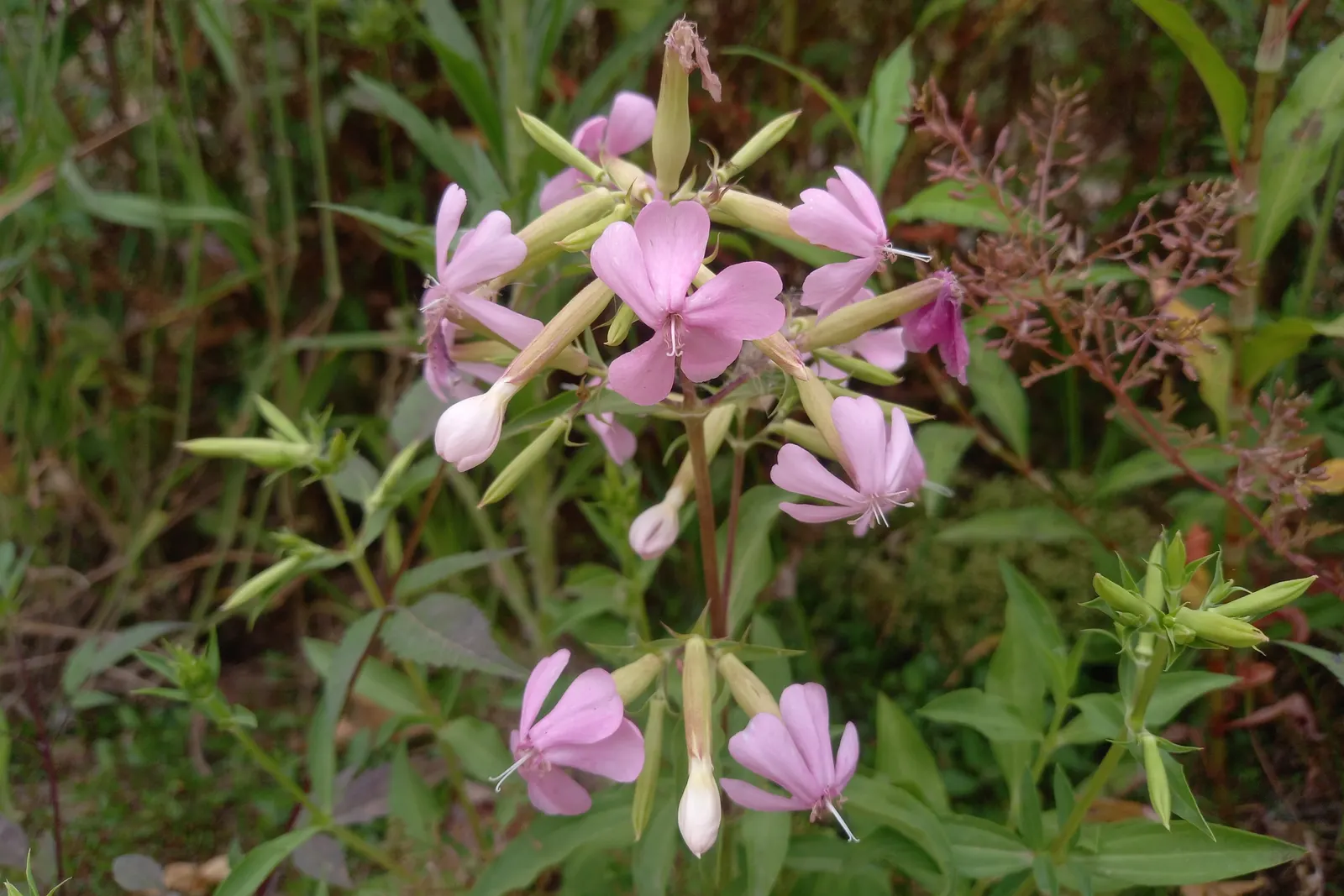 Wild Blue Phlox (Phlox Divaricata) — perennial with blue and multi-colored and pink and white blooms; soft blue to lavender flowers that bloom, image 114