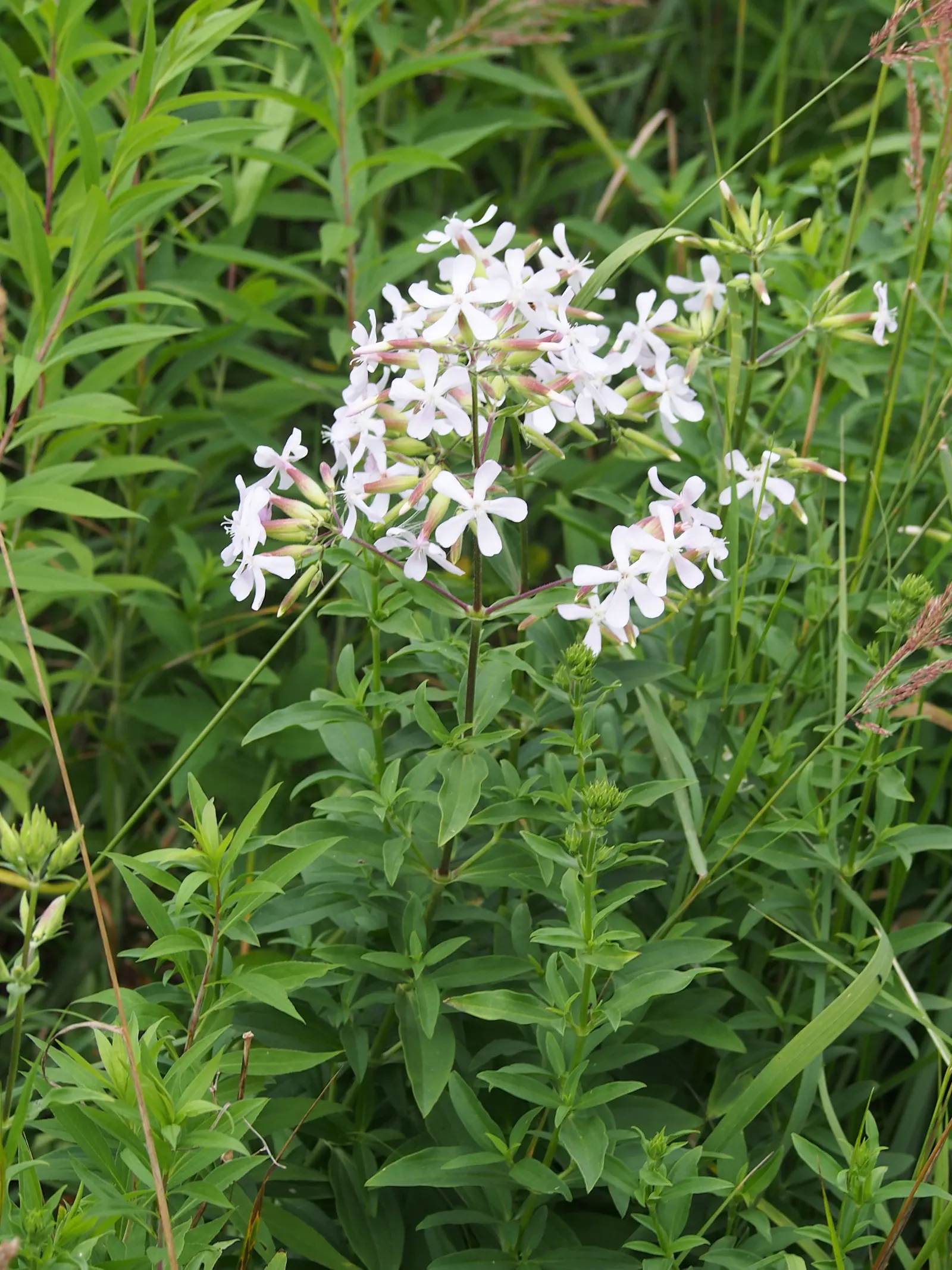 Wild Blue Phlox (Phlox Divaricata) — adding life and movement to the landscape.<br><br>For a successful cultivation; it prefers well-drained soil, image 175