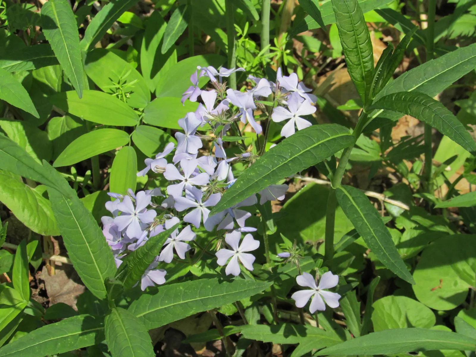 Wild Blue Phlox (Phlox Divaricata) — well-drained soil rich in organic matter; it thrives in USDA hardiness zones 3 through 8, displaying, image 85