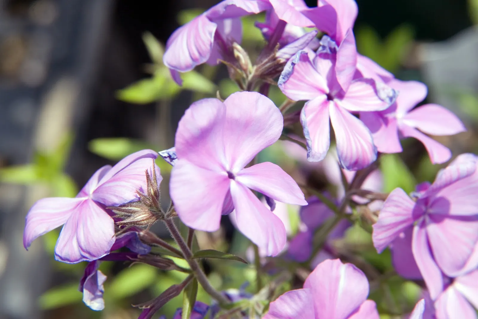Wild Blue Phlox (Phlox Divaricata) — With a delicate fragrance and low maintenance needs; phlox divaricata requires moist, image 180