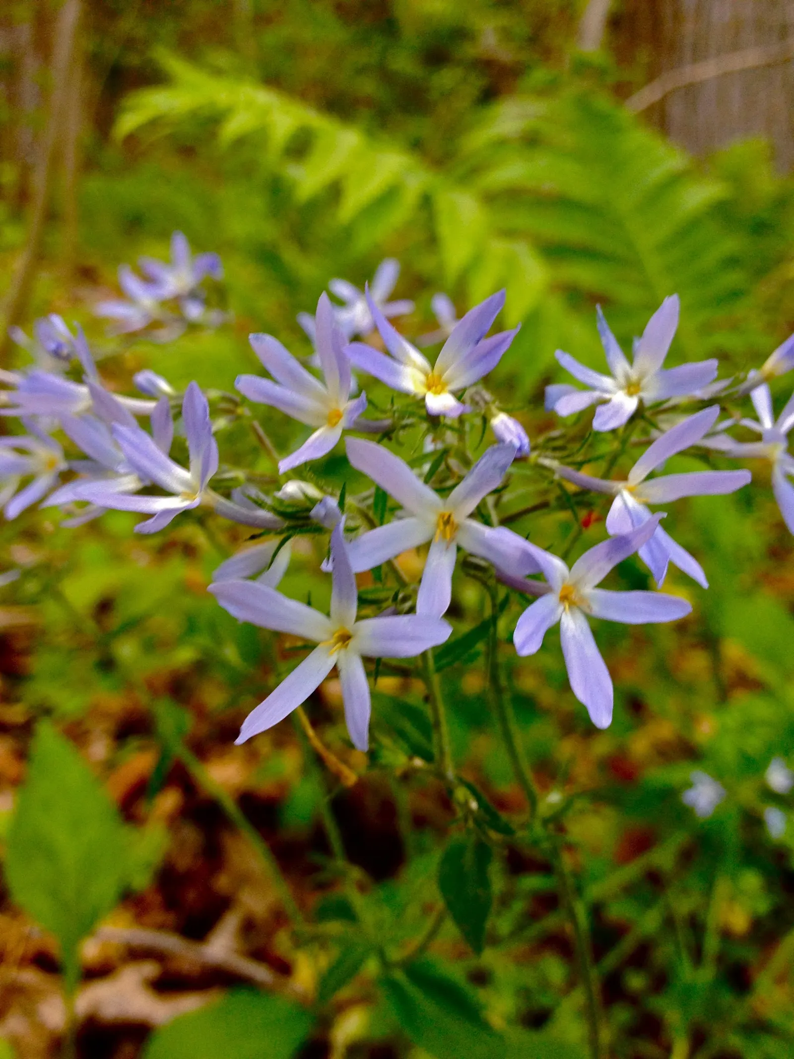 Wild Blue Phlox (Phlox Divaricata) — It prefers well-drained soil, offering a lush carpet ideal for border fronts or woodland gardens