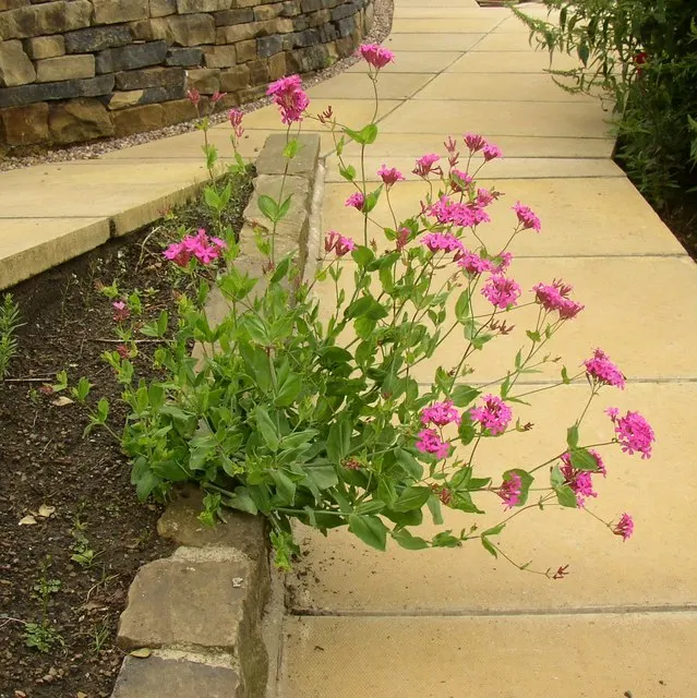 Wild Blue Phlox (Phlox Divaricata) — showcasing its versatility in providing ground cover as well as featuring in borders; blue and multi-colored, image 125