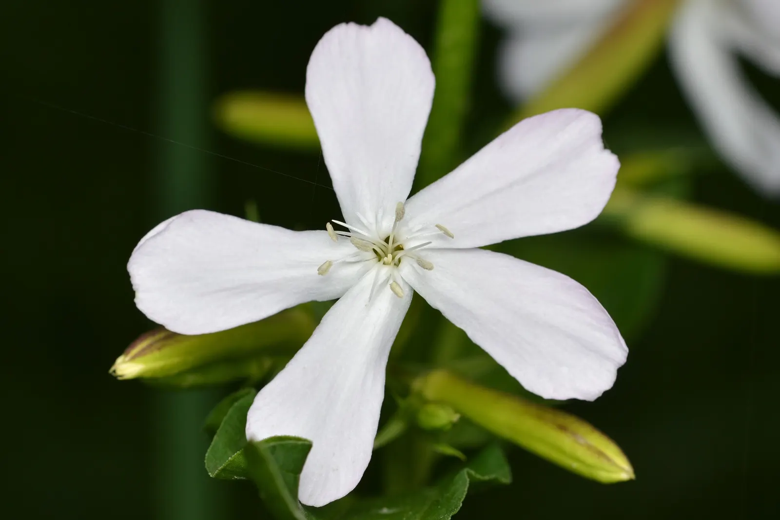 Wild Blue Phlox (Phlox Divaricata) — it flourishes under the dappled light of larger trees and shrubs; adding life and movement to the, image 124