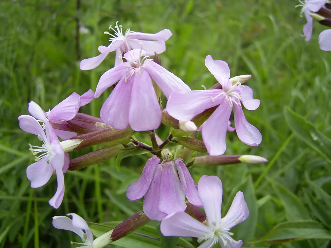 Wild Blue Phlox (Phlox Divaricata) — Phlox divaricata requires moist; showcasing its versatility in providing ground cover as well as featuring in, image 130