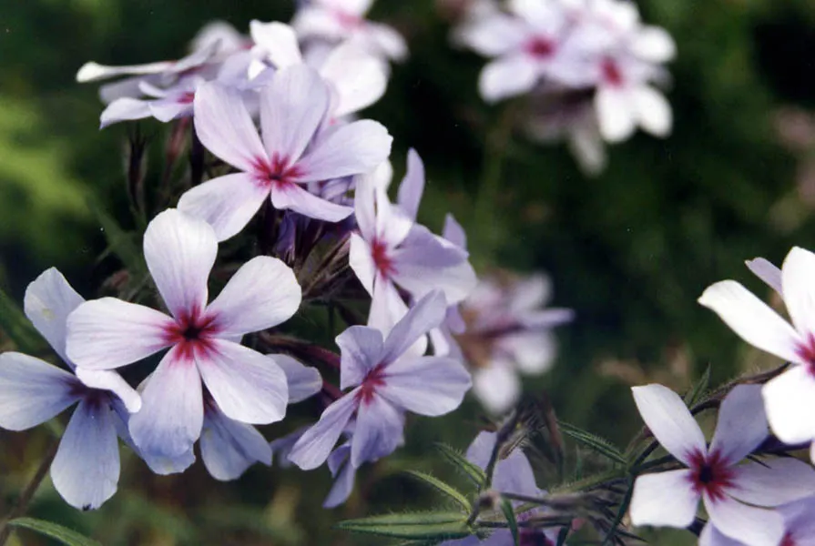 Wild Blue Phlox (Phlox Divaricata) — naturalistic feel to any landscape design; it flourishes under the dappled light of larger trees and shrubs, image 166