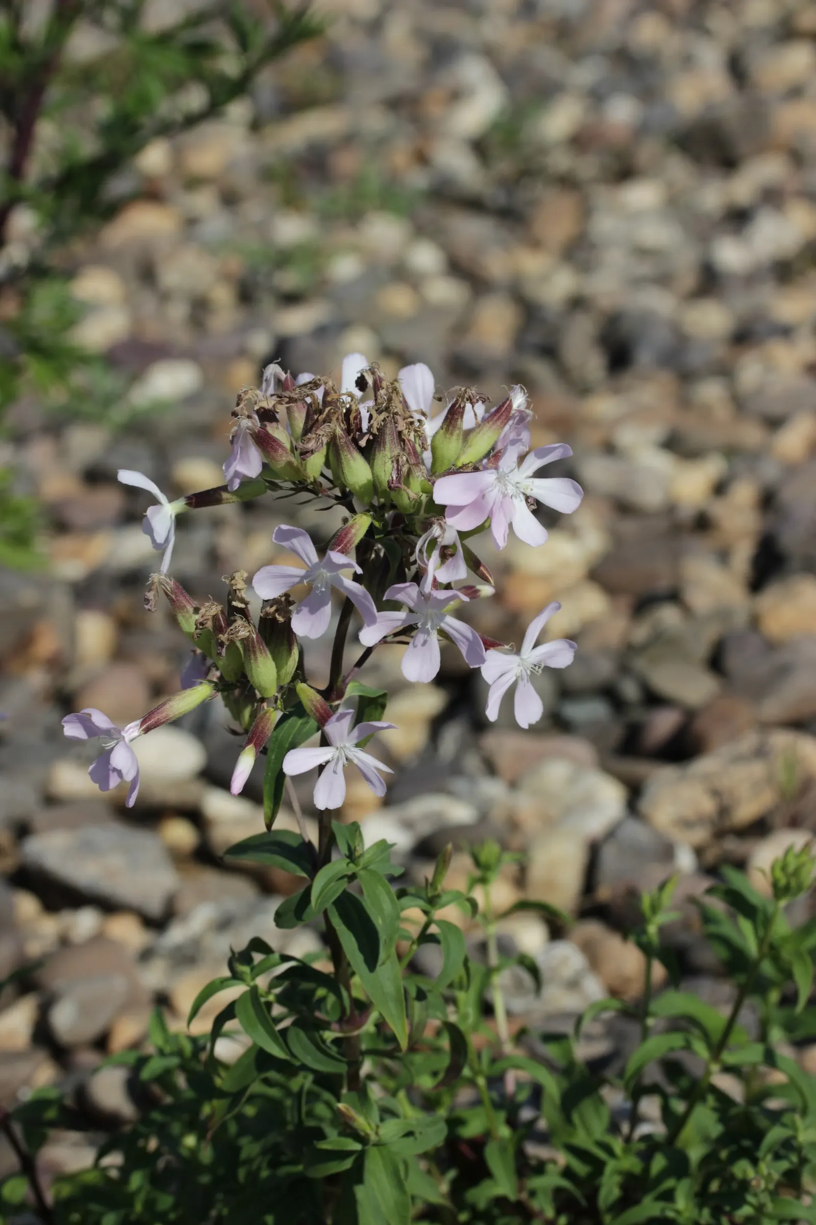 Wild Blue Phlox (Phlox Divaricata) — it flourishes under the dappled light of larger trees and shrubs; adding life and movement to the, image 147