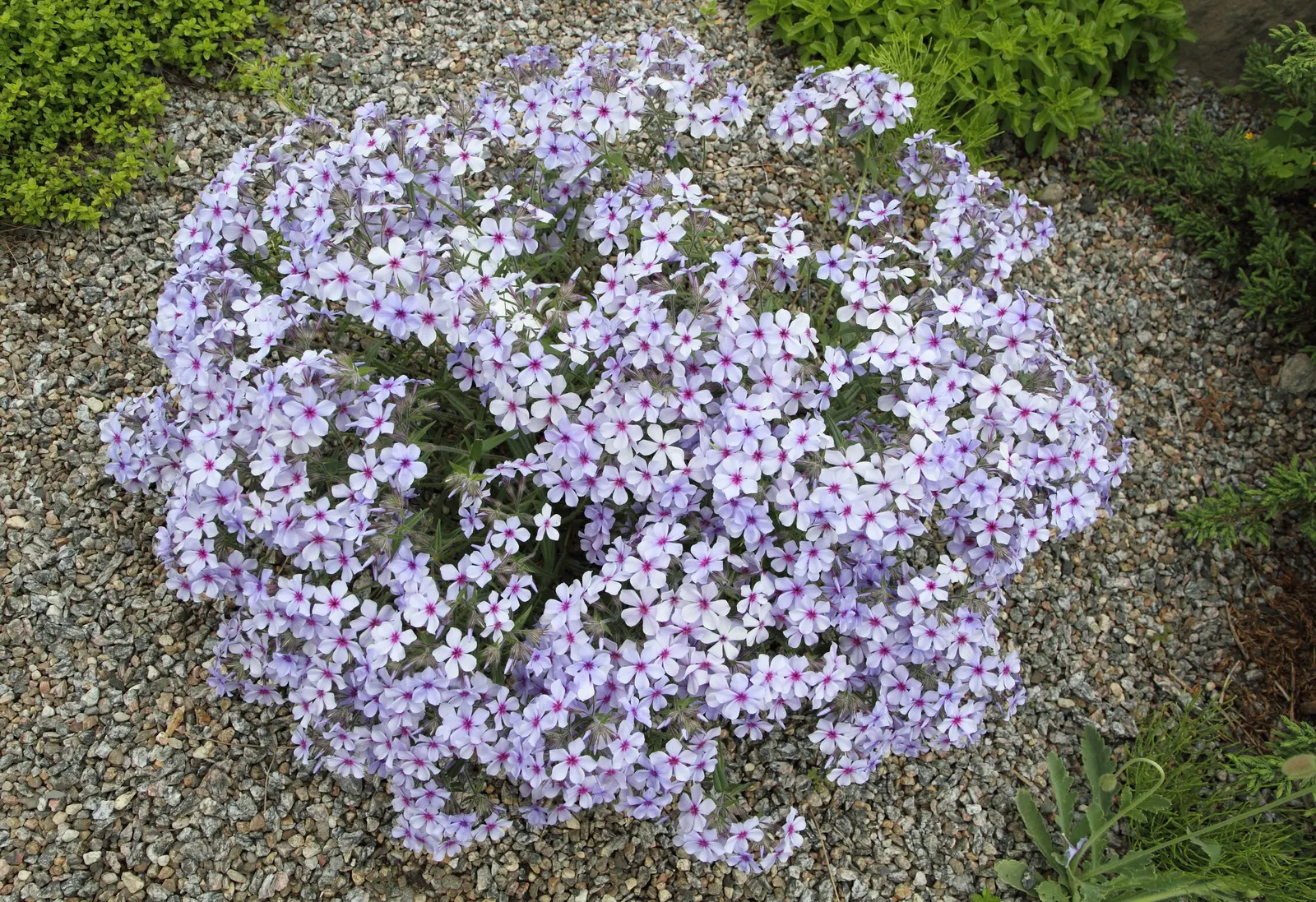 Wild Blue Phlox (Phlox Divaricata) — Thriving in partial shade, it reaches 12-18 inches tall, spreading up to 24 inches; its foliage is a lush green, image 117