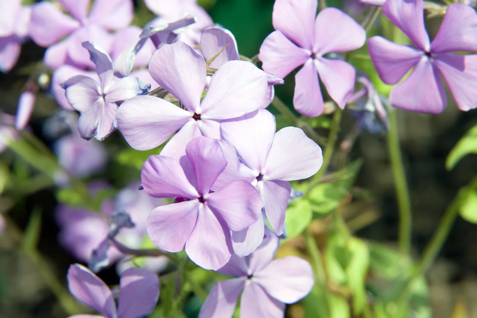 Wild Blue Phlox (Phlox Divaricata) — well-drained soil rich in organic matter; it thrives in USDA hardiness zones 3 through 8, displaying, image 177