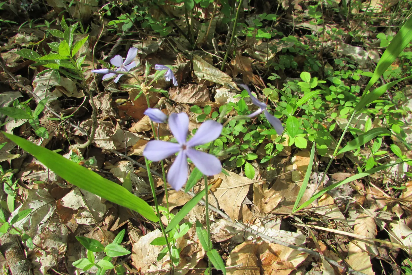 Wild Blue Phlox (Phlox Divaricata) — well-drained soil rich in organic matter; it thrives in USDA hardiness zones 3 through 8, displaying, image 131