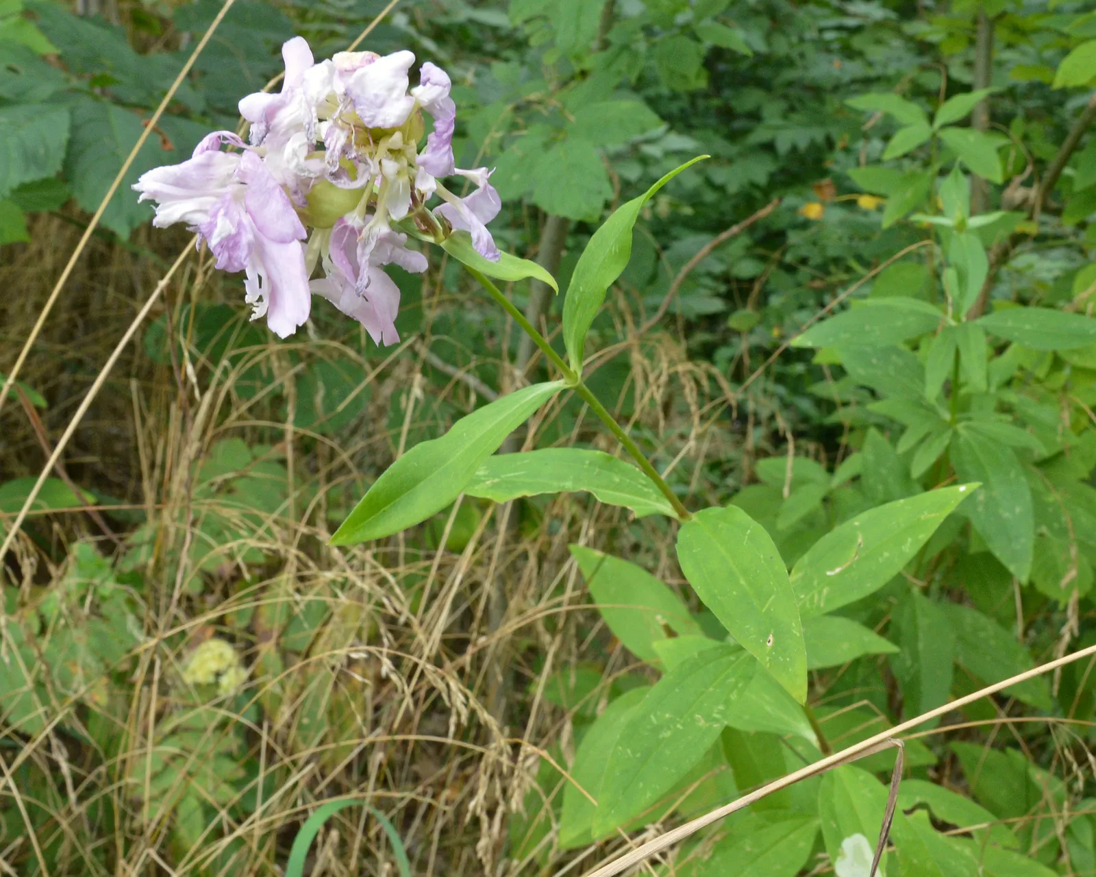 Wild Blue Phlox (Phlox Divaricata) — Ideal for part-shade to shade garden areas; is an enchanting perennial native to shaded woodlands and stream, image 77