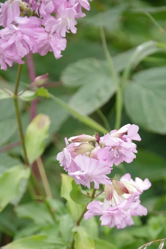 Wild Blue Phlox (Phlox Divaricata) — this low-maintenance plant attracts pollinators; thriving in partial shade, it reaches 12-18 inches tall, image 188