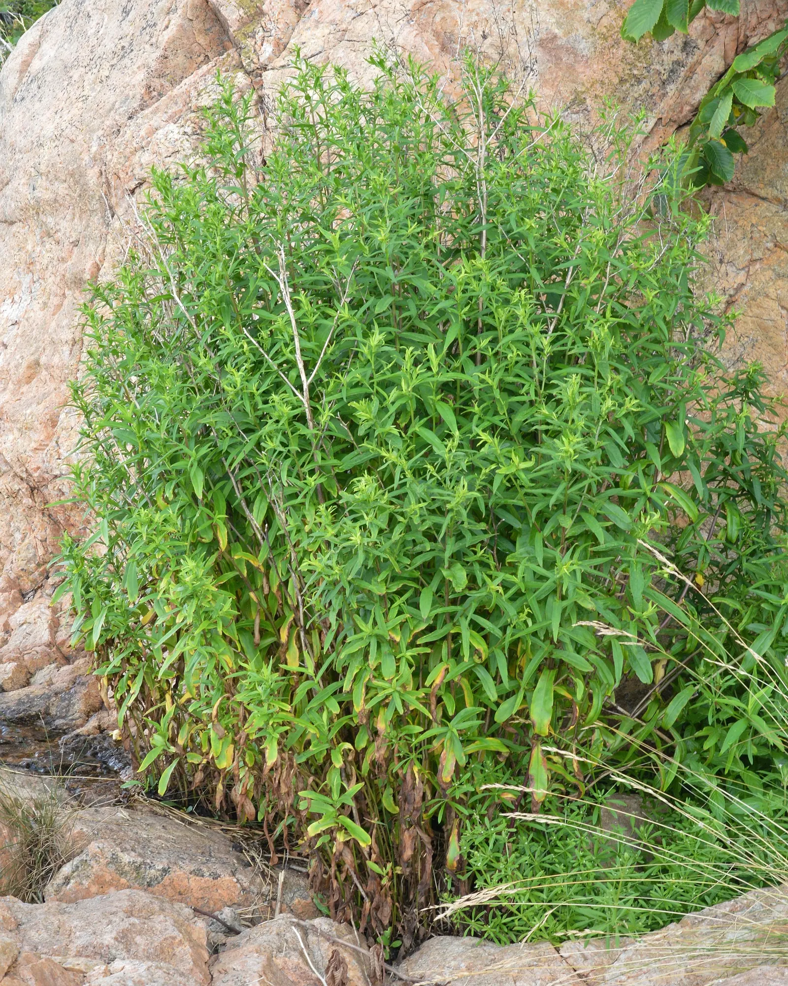 Wild Blue Phlox (Phlox Divaricata) — blue and multi-colored and pink and white flowers in the garden; commonly referred to as Wild Sweet William, image 182