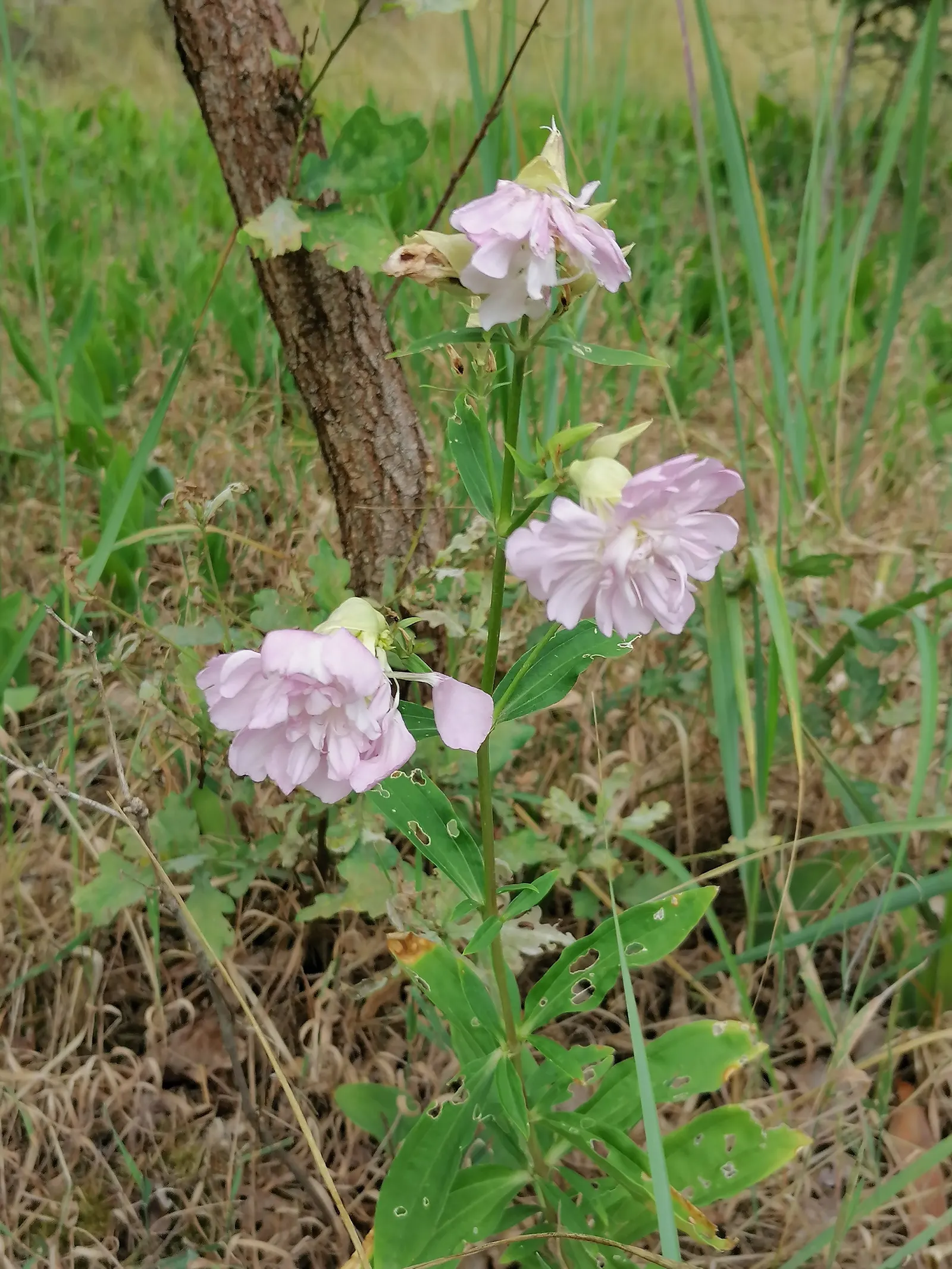 Wild Blue Phlox (Phlox Divaricata) — soft blue to lavender flowers that bloom abundantly in late spring to early summer; with a delicate fragrance and low
