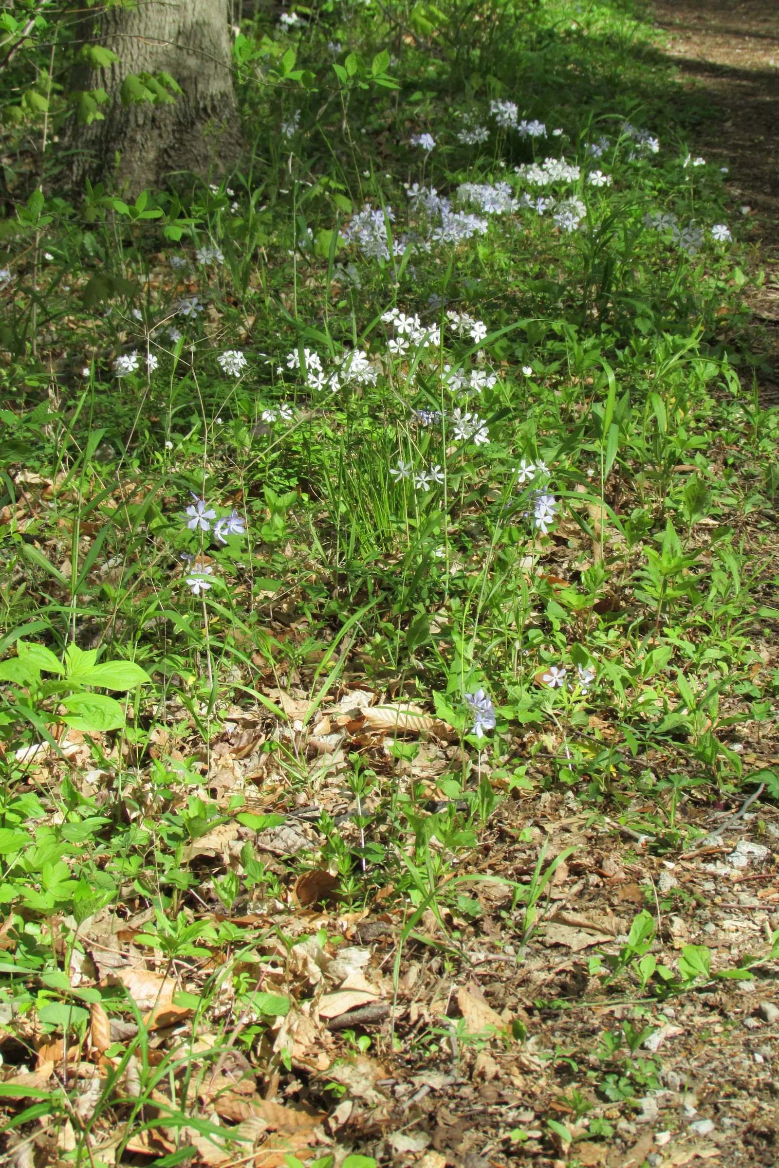 Wild Blue Phlox (Phlox Divaricata) — Thriving in partial shade, it reaches 12-18 inches tall, spreading up to 24 inches; its foliage is a lush green, image 71
