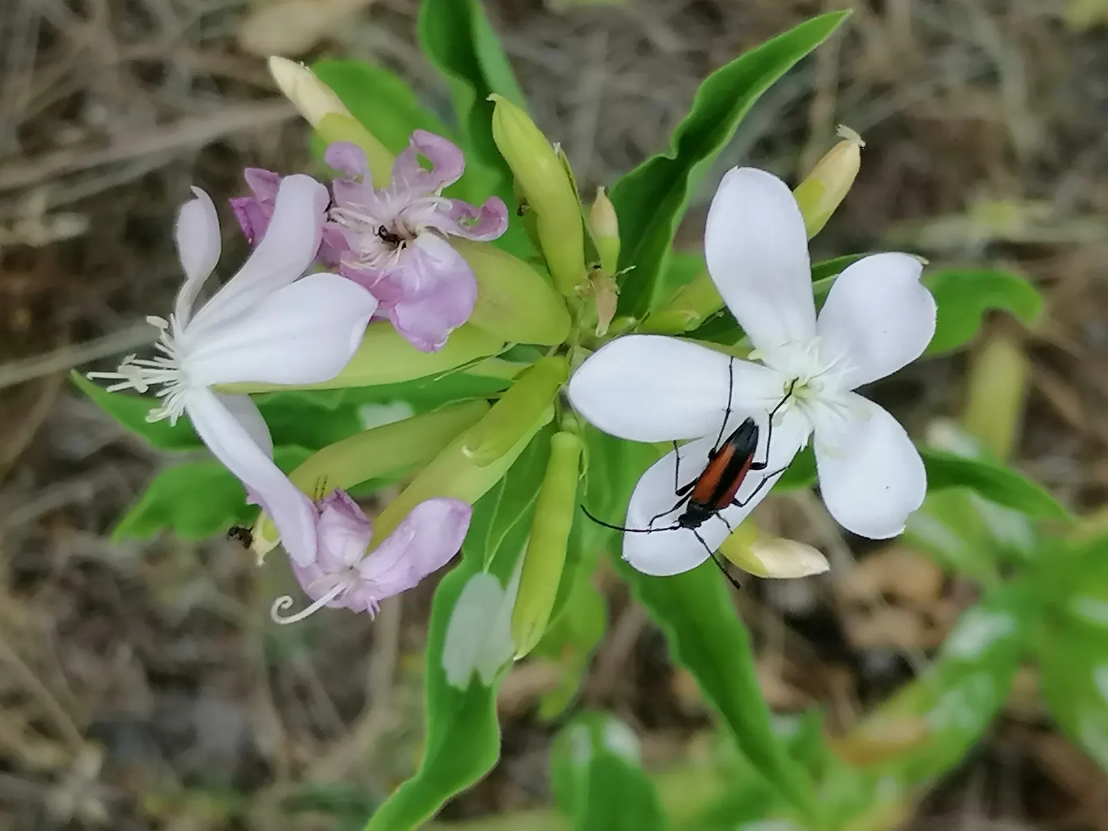 Wild Blue Phlox (Phlox Divaricata) — naturalistic feel to any landscape design; it flourishes under the dappled light of larger trees and shrubs, image 97