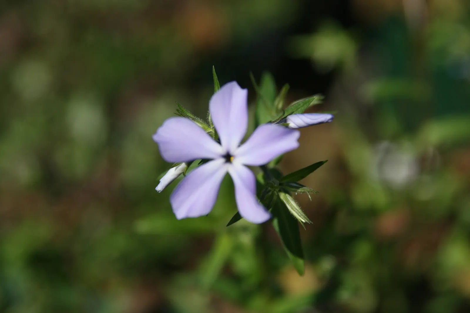 Wild Blue Phlox (Phlox Divaricata) — adding life and movement to the landscape.<br><br>For a successful cultivation; it prefers well-drained soil, image 83