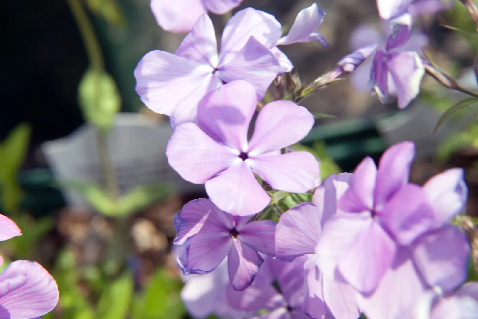 Wild Blue Phlox (Phlox Divaricata) — soft blue to lavender flowers that bloom abundantly in late spring to early summer; with a delicate fragrance, image 151