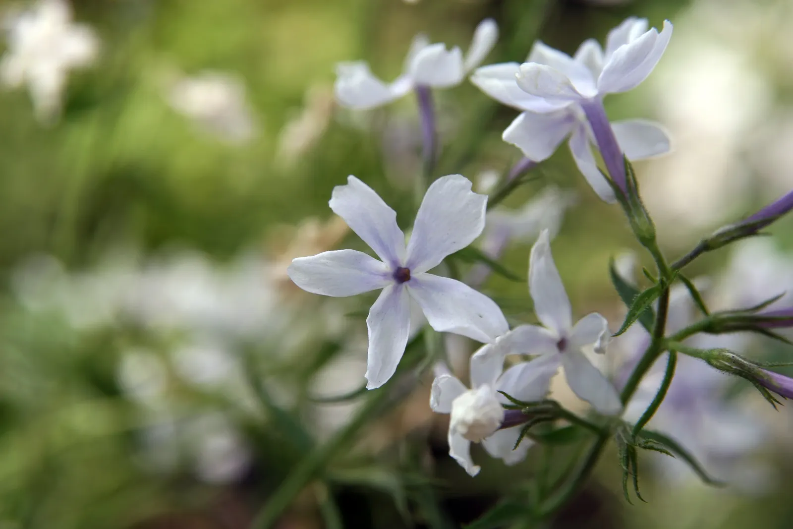 Wild Blue Phlox (Phlox Divaricata) — adding life and movement to the landscape.<br><br>For a successful cultivation; it prefers well-drained soil, offering a