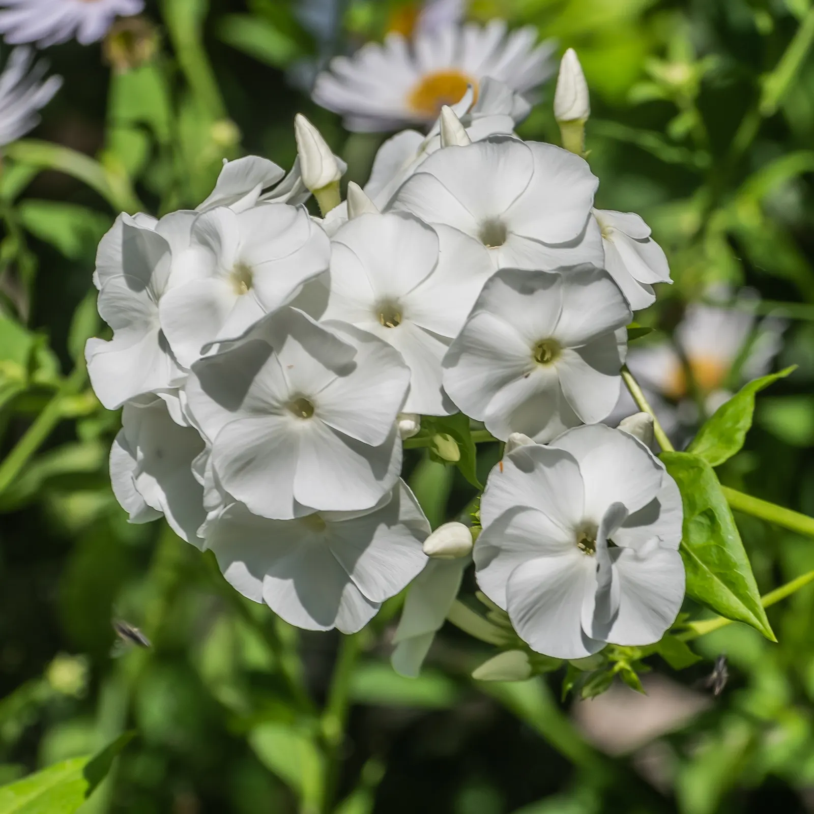 Wild Blue Phlox (Phlox Divaricata) — Phlox divaricata is an excellent choice for gardeners looking to create a serene