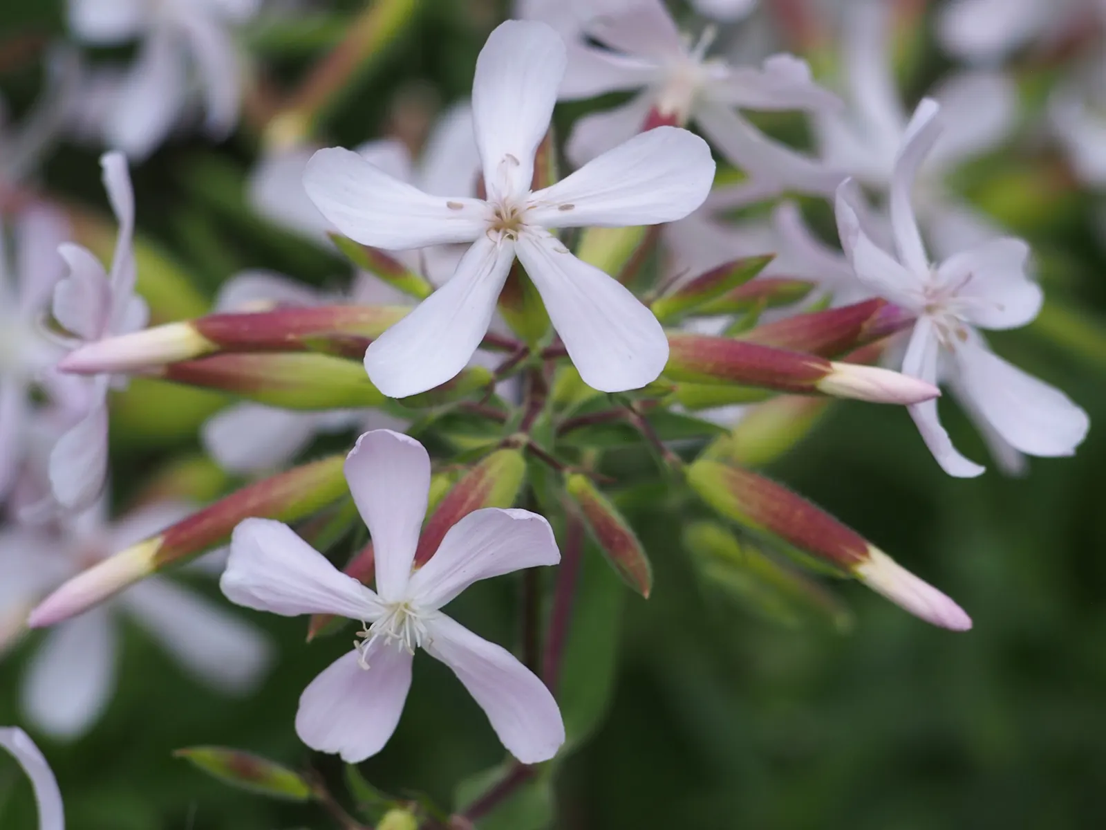 Wild Blue Phlox (Phlox Divaricata) — Phlox divaricata is an excellent choice for gardeners looking to create a serene; perennial with blue and, image 135