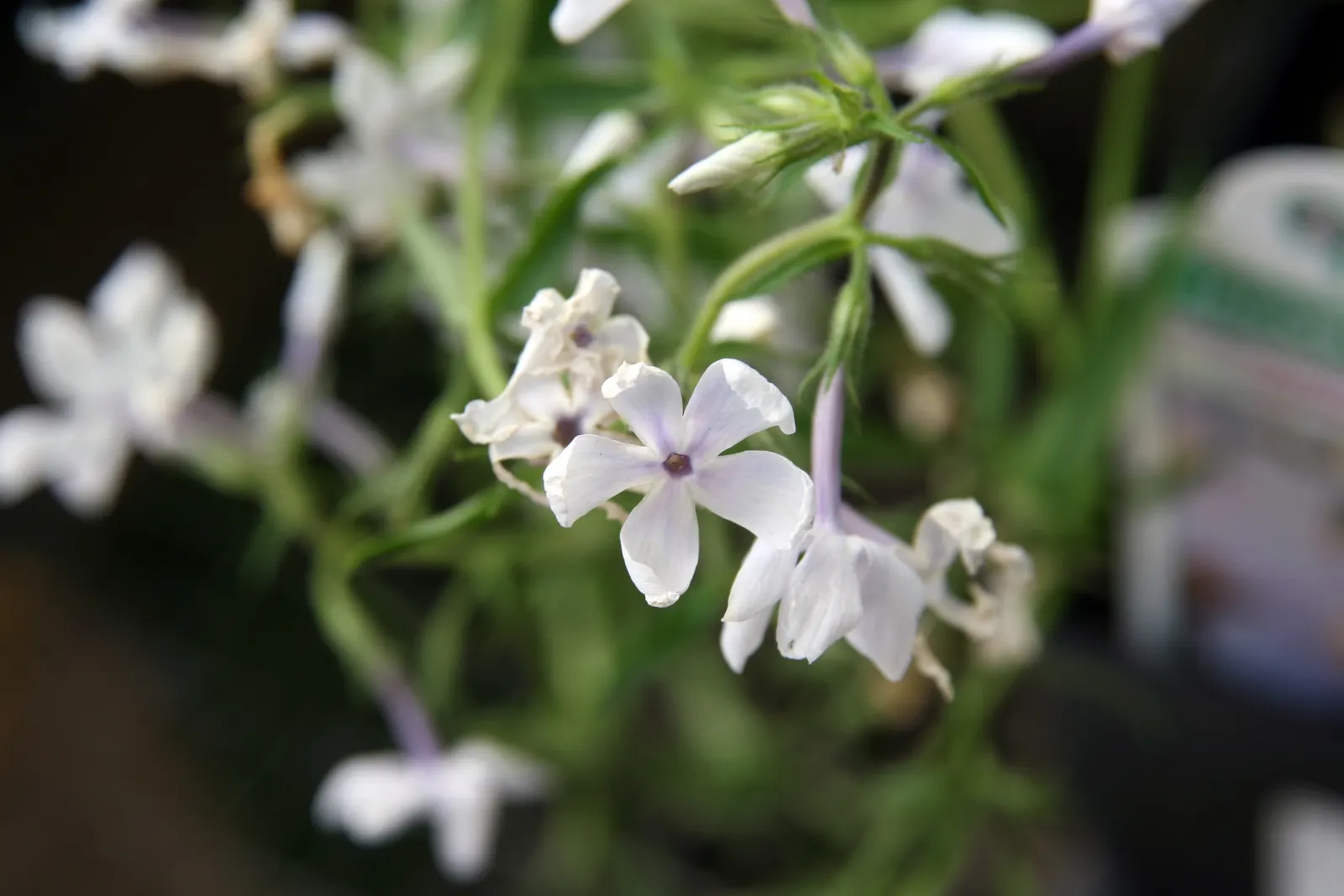 Wild Blue Phlox (Phlox Divaricata) — Its foliage is a lush green; naturalistic feel to any landscape design