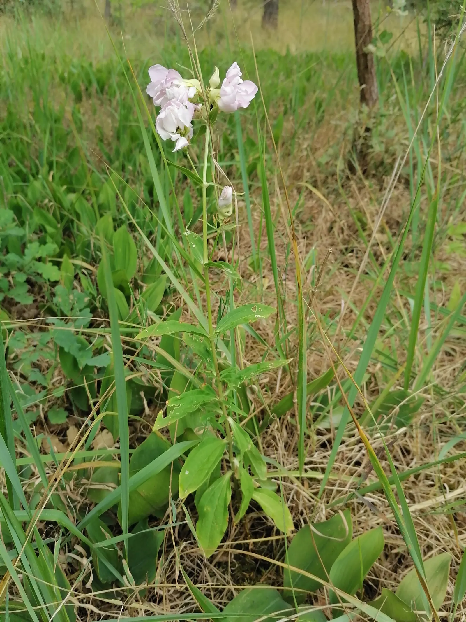 Wild Blue Phlox (Phlox Divaricata) — Phlox divaricata requires moist