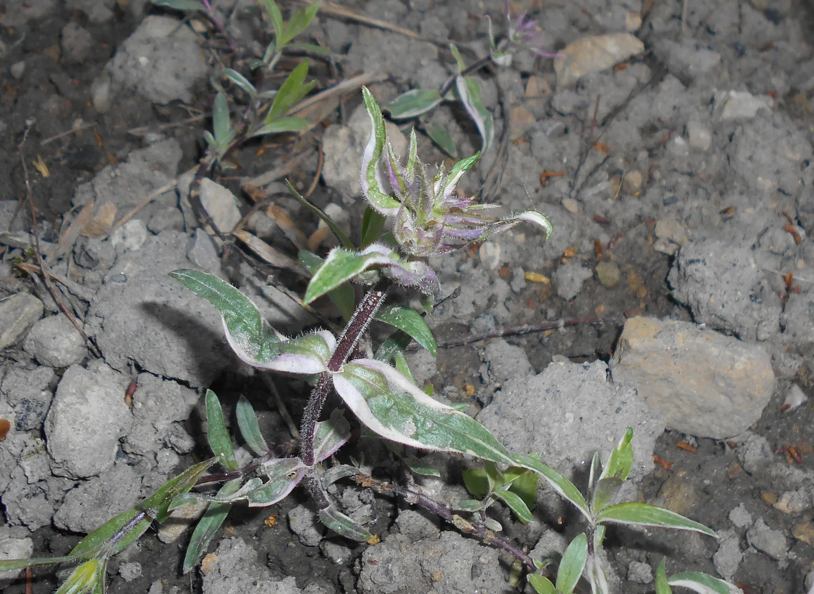 Wild Blue Phlox (Phlox Divaricata) — Phlox divaricata is an excellent choice for gardeners looking to create a serene; perennial with blue and, image 66