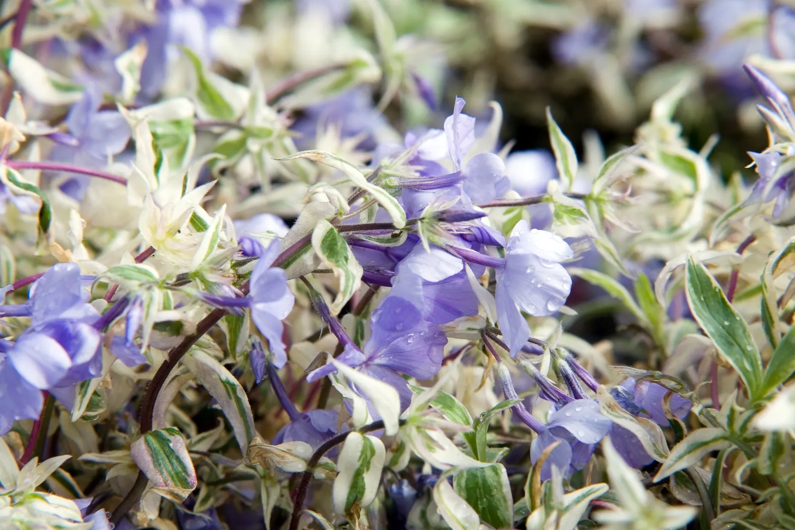 Wild Blue Phlox (Phlox Divaricata) — It thrives in USDA hardiness zones 3 through 8, displaying remarkable cold hardiness; fragrant lavender-blue flowers