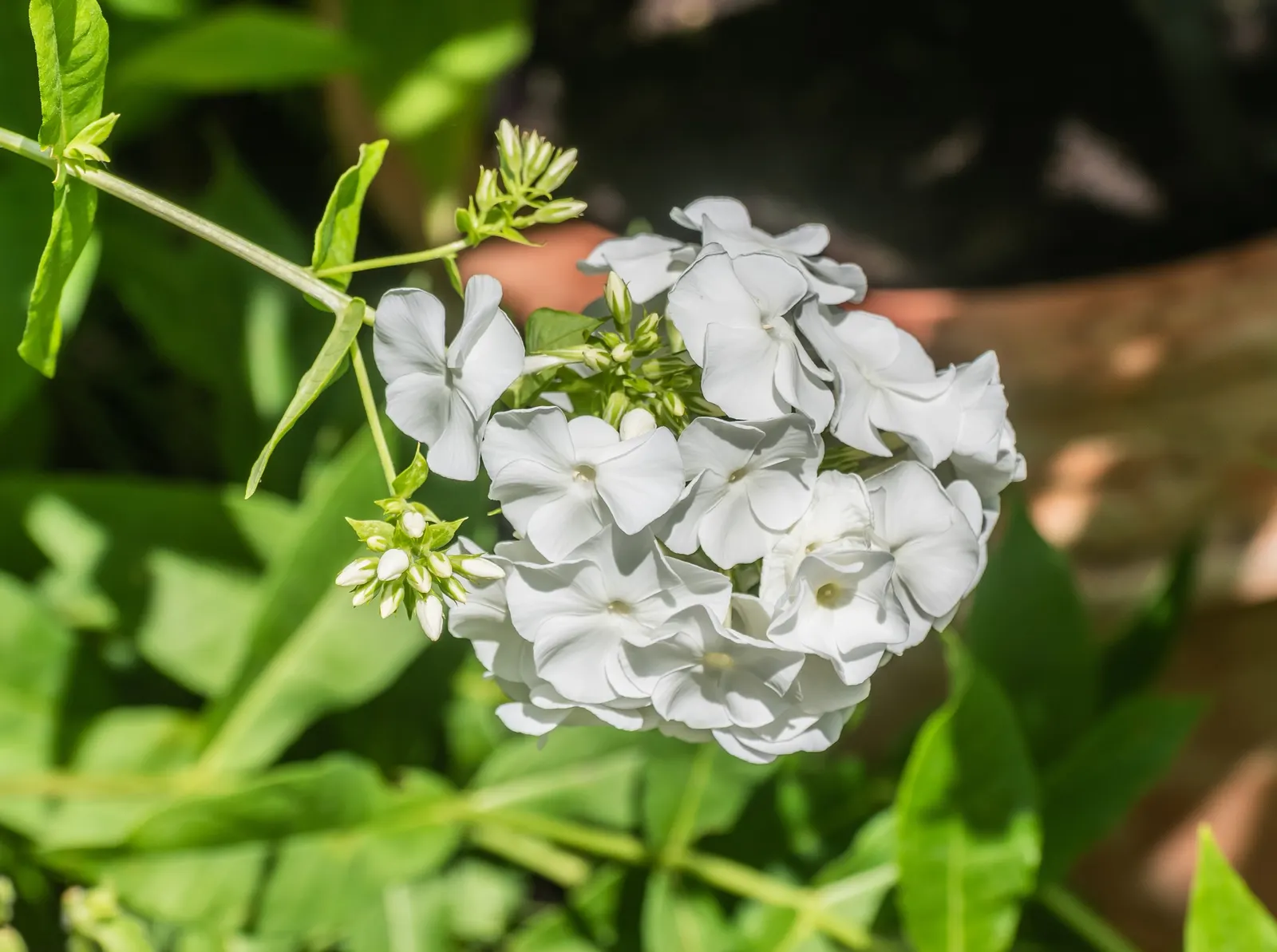 Wild Blue Phlox (Phlox Divaricata) — perennial with blue and multi-colored and pink and white blooms; soft blue to lavender flowers that bloom, image 183