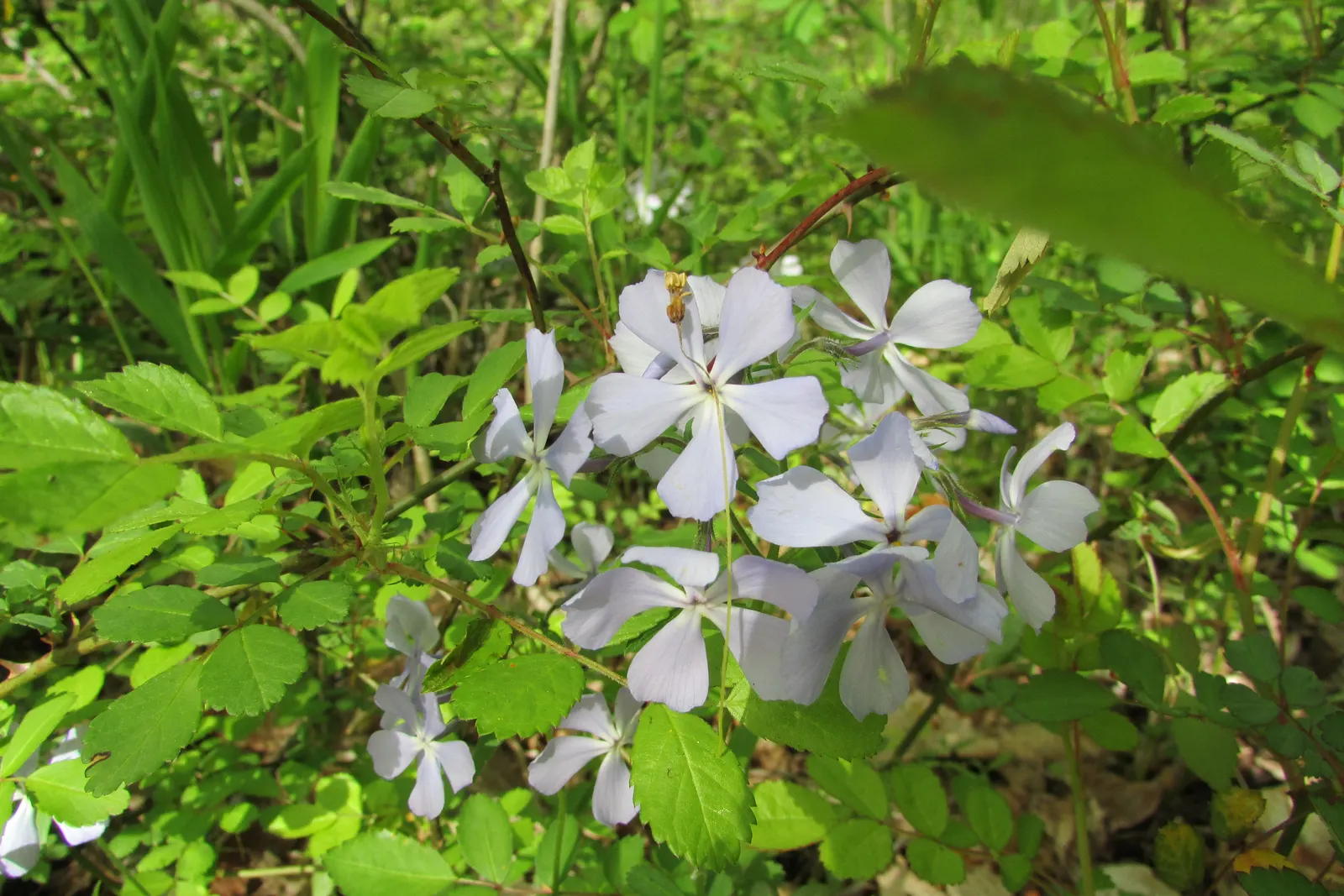Wild Blue Phlox (Phlox Divaricata) — commonly referred to as Wild Sweet William; well-drained soil rich in organic matter, image 144