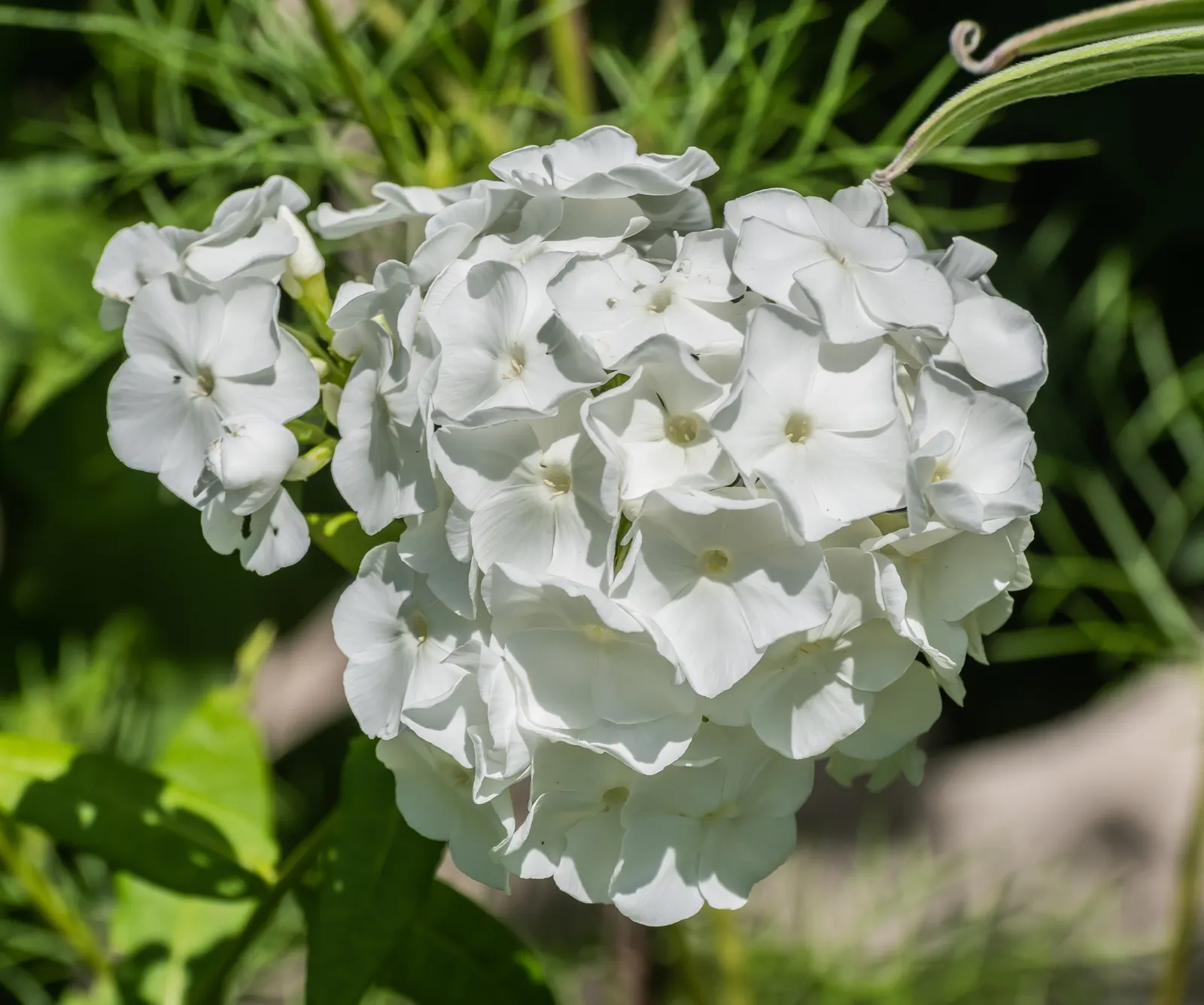 Wild Blue Phlox (Phlox Divaricata) — commonly referred to as Wild Sweet William; well-drained soil rich in organic matter, image 98