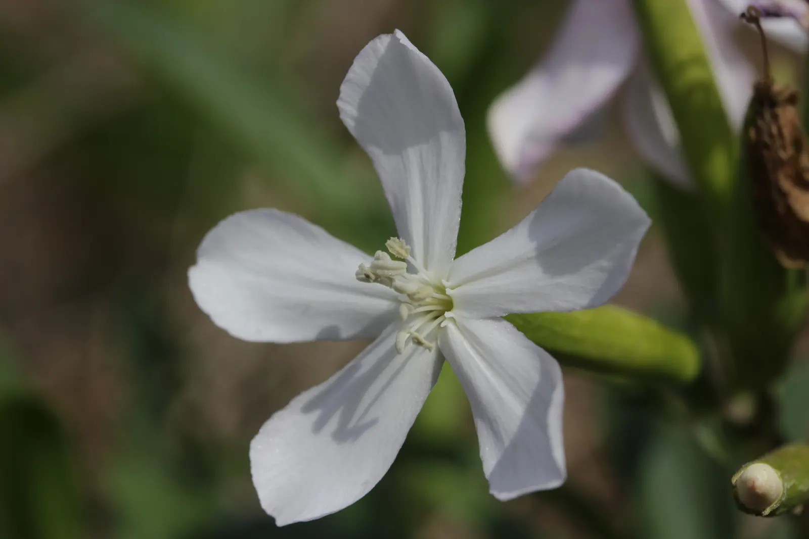 Wild Blue Phlox (Phlox Divaricata) — With a delicate fragrance and low maintenance needs; phlox divaricata requires moist, image 134
