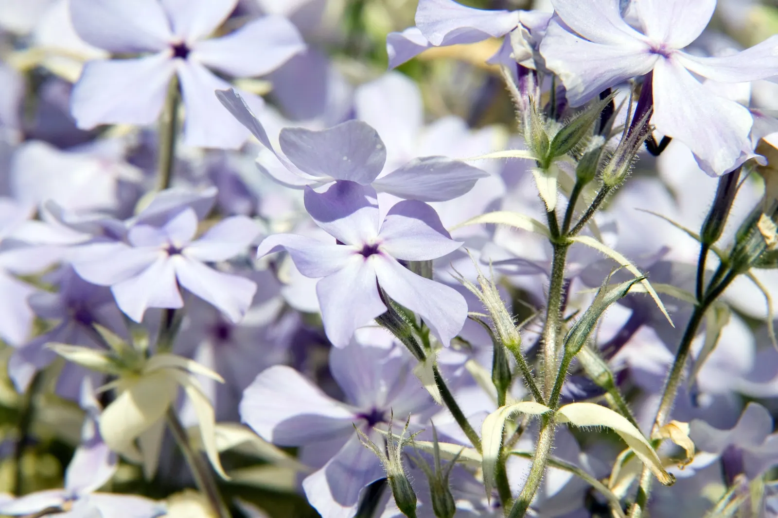 Wild Blue Phlox (Phlox Divaricata) — Phlox divaricata requires moist; showcasing its versatility in providing ground cover as well as featuring in, image 84