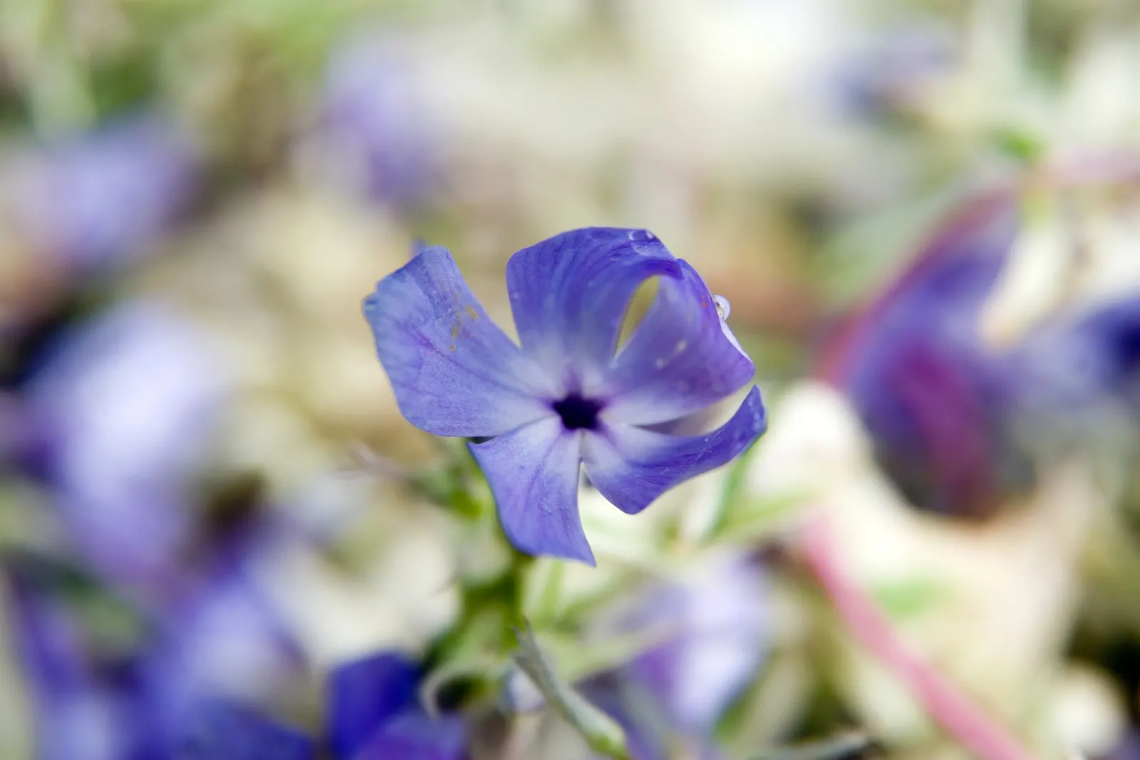 Wild Blue Phlox (Phlox Divaricata) — this low-maintenance plant attracts pollinators; thriving in partial shade, it reaches 12-18 inches tall, spreading up to