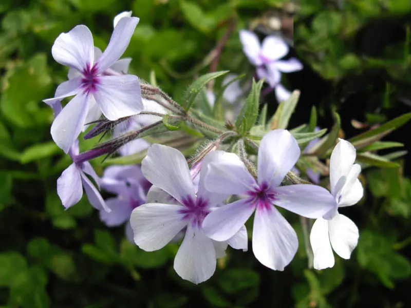 Wild Blue Phlox (Phlox Divaricata) — fragrant lavender-blue flowers blooming in spring; this low-maintenance plant attracts pollinators, image 116