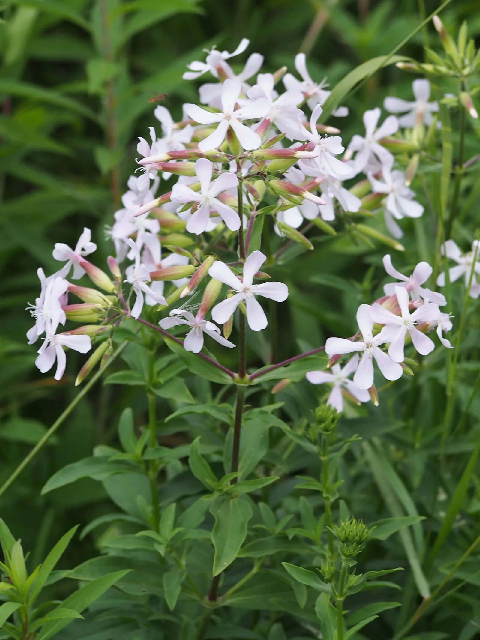 Wild Blue Phlox (Phlox Divaricata) — adding life and movement to the landscape.<br><br>For a successful cultivation; it prefers well-drained soil, image 129