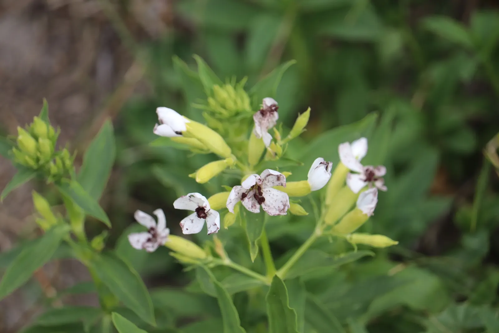Wild Blue Phlox (Phlox Divaricata) — Thriving in partial shade, it reaches 12-18 inches tall, spreading up to 24 inches; its foliage is a lush green, image 48