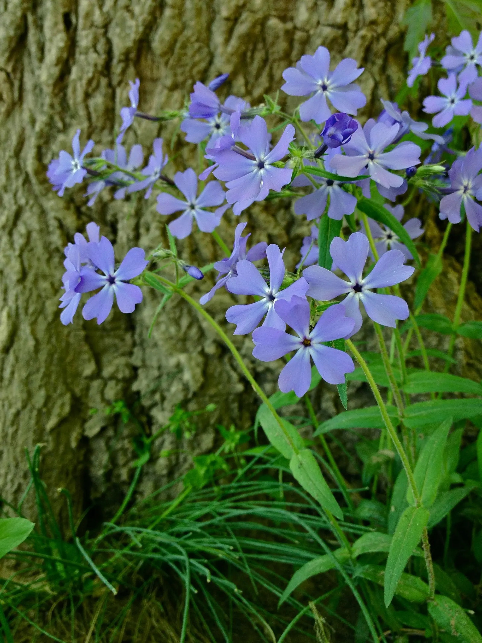 Wild Blue Phlox (Phlox Divaricata) — naturalistic feel to any landscape design; it flourishes under the dappled light of larger trees and shrubs, image 143