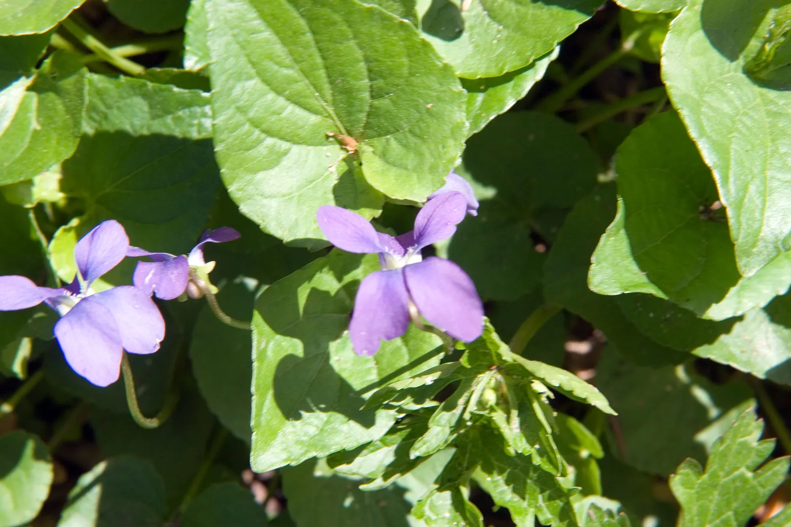 Wild Blue Phlox (Phlox Divaricata) — Pruning the foliage after flowering can encourage a denser growth habit and potentially a secondary bloom, image 133