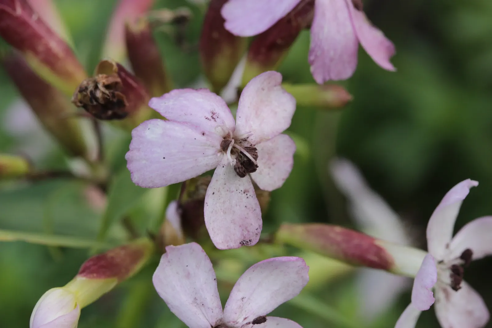 Wild Blue Phlox (Phlox Divaricata) — showcasing its versatility in providing ground cover as well as featuring in borders