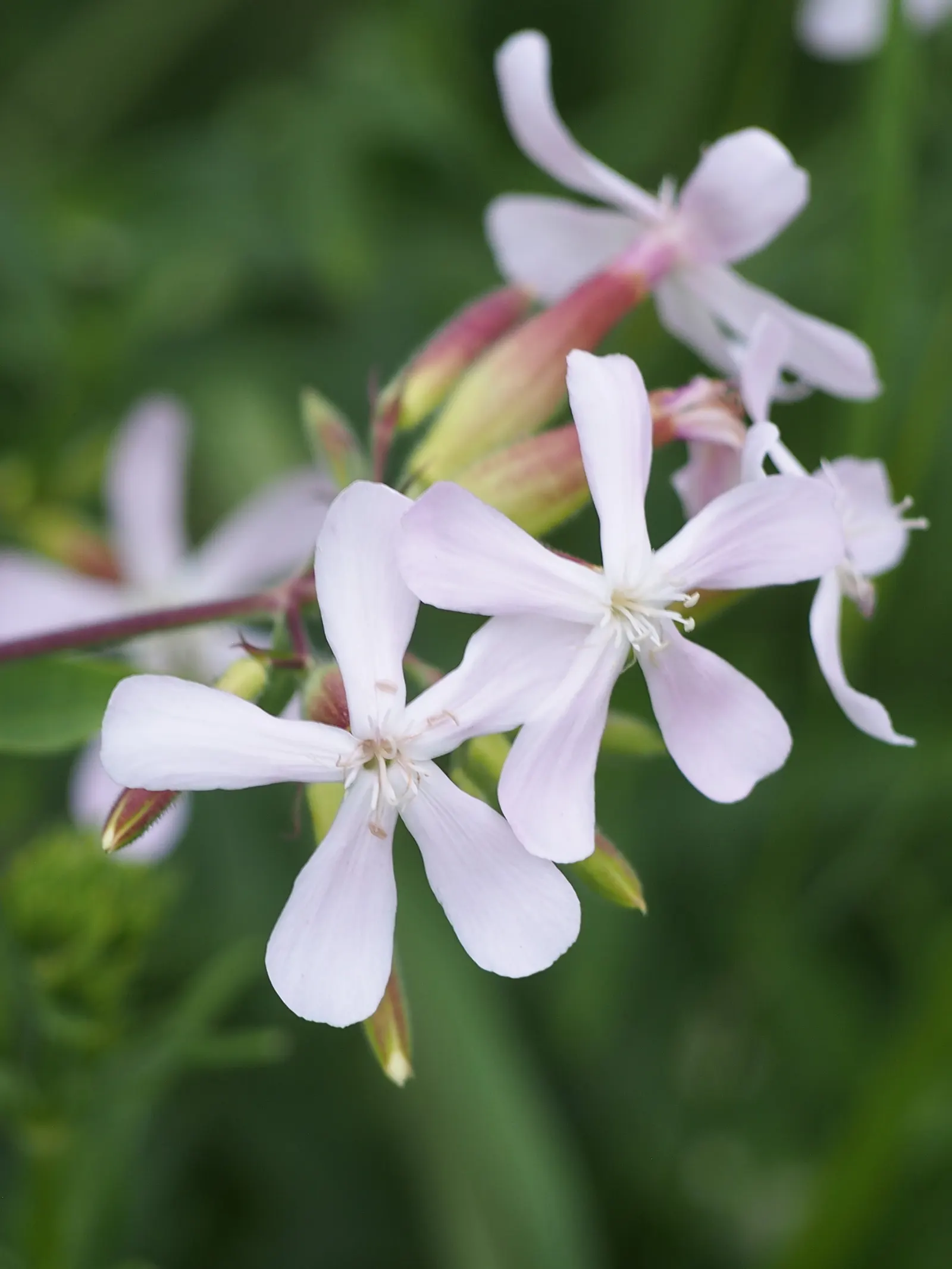Wild Blue Phlox (Phlox Divaricata) — With a delicate fragrance and low maintenance needs; phlox divaricata requires moist, image 88